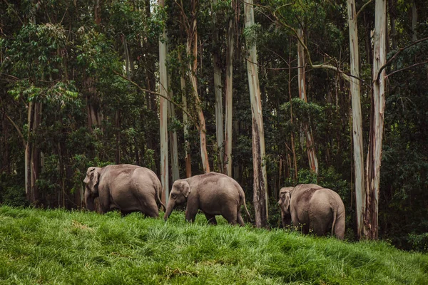 Sloní rodina v divoké přírodě procházky v blízkosti lesa — Stock fotografie