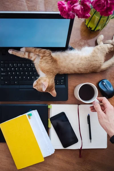 Lazy lavoro a casa - gatto divertente dormire sulla scrivania — Foto Stock