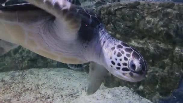 Sea turtle swimming in the water — Stock Video