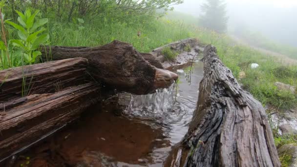 Source naturelle de forêt avec eau cristalline — Video