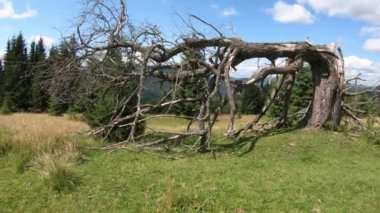 Vadide tek başına hasarlı ağaç