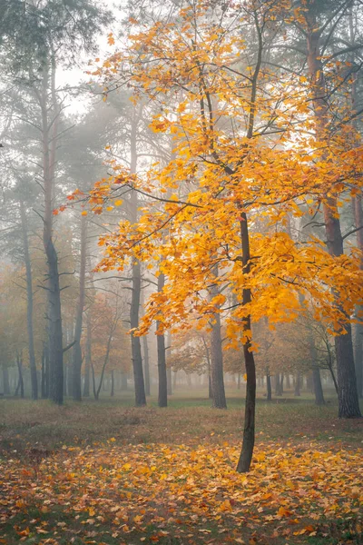 Sozinha árvore com folhas amarelas na floresta de outono — Fotografia de Stock