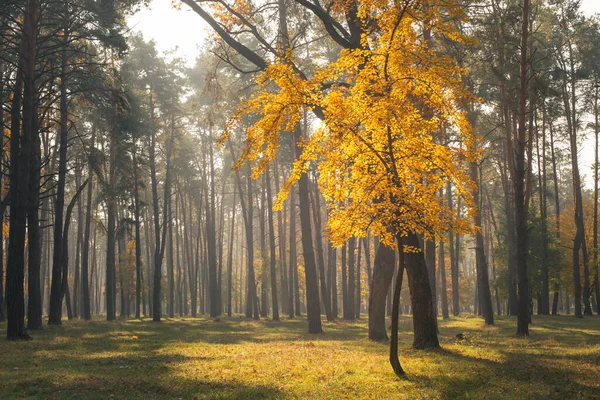 Sozinha árvore com folhas amarelas na floresta de outono — Fotografia de Stock