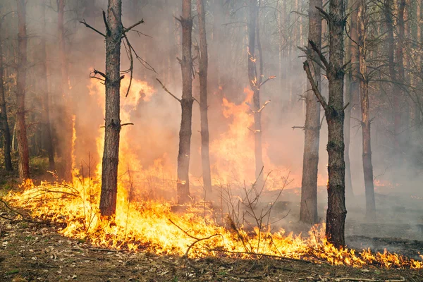 Incendio forestal en curso — Foto de Stock