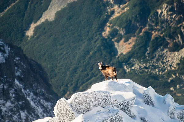 Vahşi yaşam chamois dağlarda. Yüksek Tatras — Stok fotoğraf