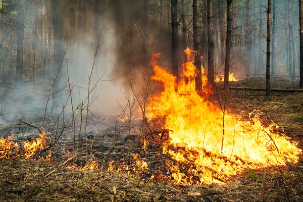 Intensivo de incendio forestal terrestre en soporte de pino — Foto de Stock