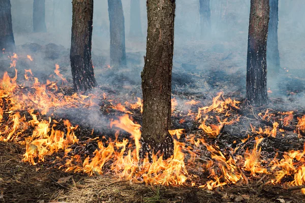 Stabiele grond brand in pine stand — Stockfoto