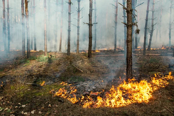 Inicio del incendio forestal — Foto de Stock