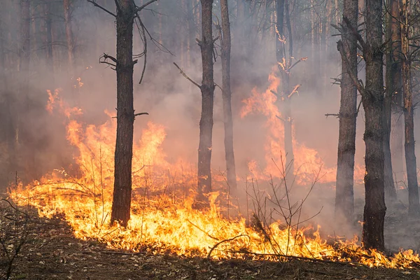 Ontwikkeling van bosbrand — Stockfoto