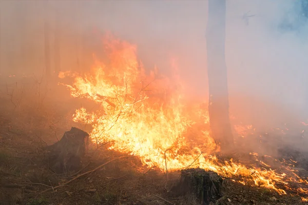 Fuego forestal. Gran llama. — Foto de Stock