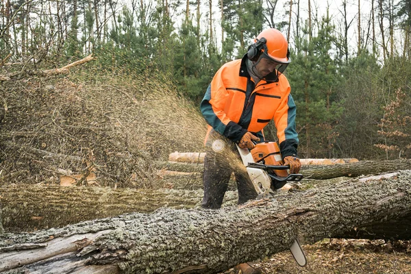 Travailleur forestier avec tronçonneuse scie une bûche. Processus de loggin — Photo