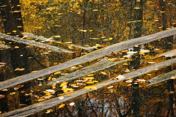 Sonbahar sezonu sular altında ağaç gövdeleri — Stok fotoğraf