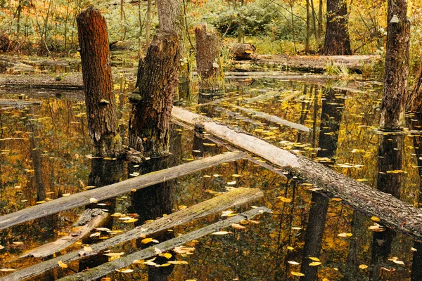 Ciclo de vida en el ecosistema forestal. Bosque abandonado, inundado — Foto de Stock