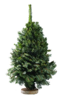 Yeşil Noel ağacı