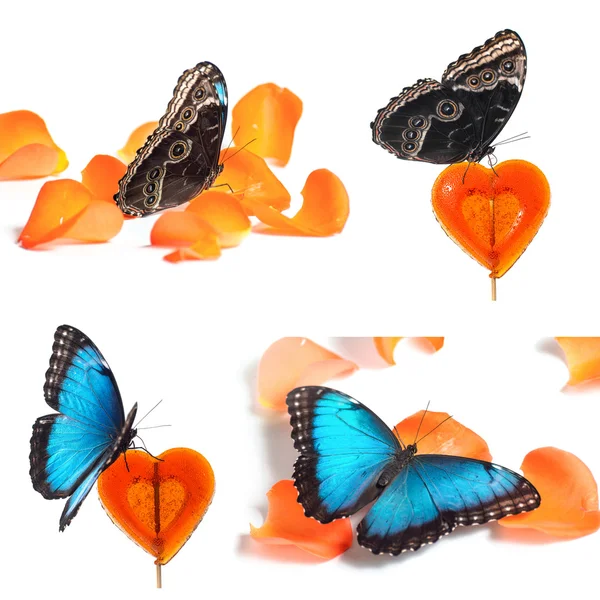 Collage aus blauem Schmetterling auf roten Bonbons und orangen Blütenblättern — Stockfoto