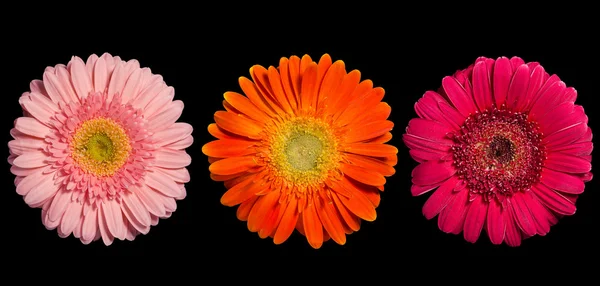 ガーベラの花コレクション — ストック写真