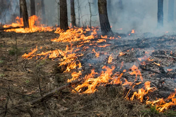 Ground forest fire in pine stand — Stock Photo, Image
