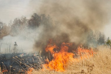 Forest yakınındaki tarım arazisi üzerinde büyük yangın