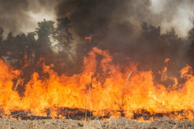 Forest yakınındaki tarım arazisi üzerinde büyük yangın