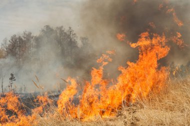 Forest yakınındaki tarım arazisi üzerinde büyük yangın