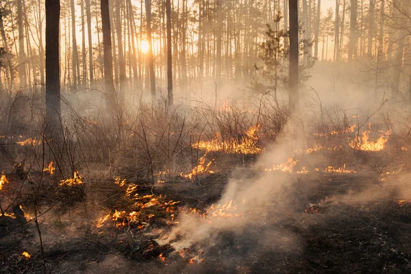 Desarrollo de los incendios forestales en el fondo del atardecer — Foto de Stock