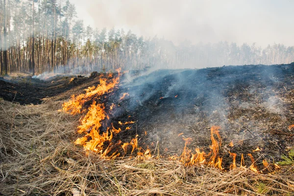 Het vuur op landbouwgrond in de buurt van bos. — Stockfoto