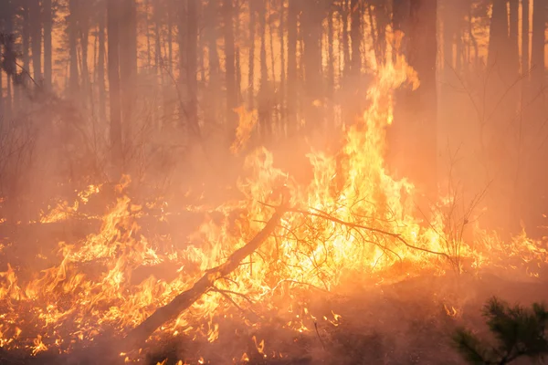 Grote bosbrand in pine stand — Stockfoto