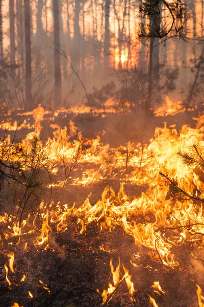 Desarrollo de los incendios forestales en el fondo del atardecer —  Fotos de Stock
