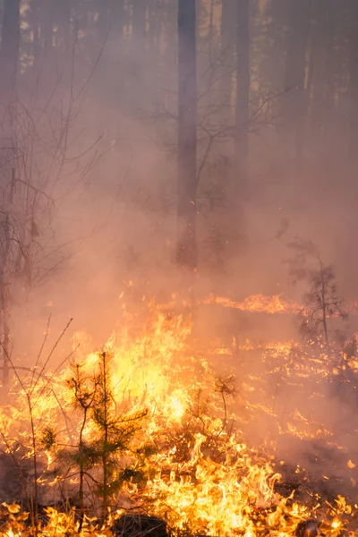 Incendios forestales en pino — Foto de Stock