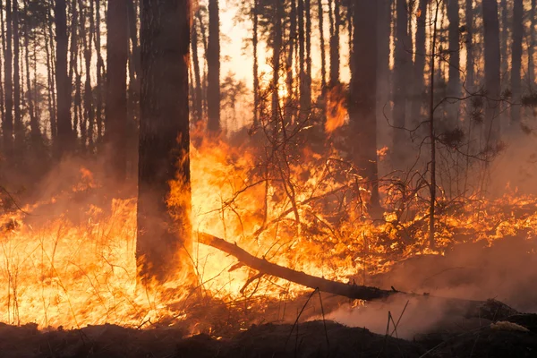 Großer Waldbrand in Kiefernbestand — Stockfoto