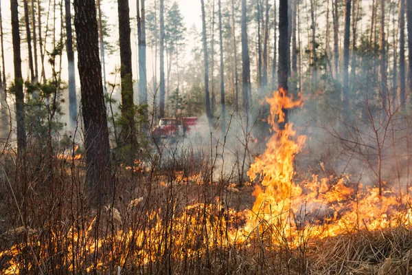 Forest fire in pine stand — Stock Photo, Image