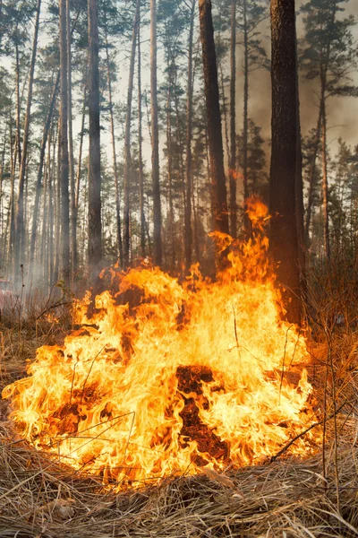 Gran llama en el fuego forestal — Foto de Stock