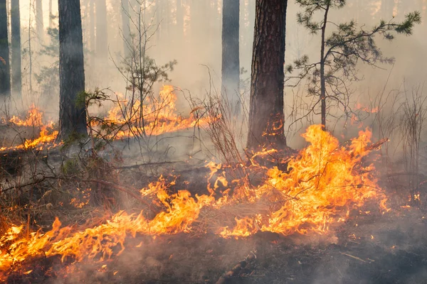 Hele bosgebied in vuur en vlam vallende — Stockfoto