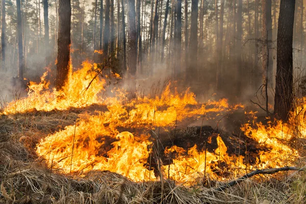 Incendio forestal en curso — Foto de Stock