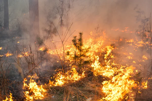 Feu de forêt dans un peuplement de pins — Photo