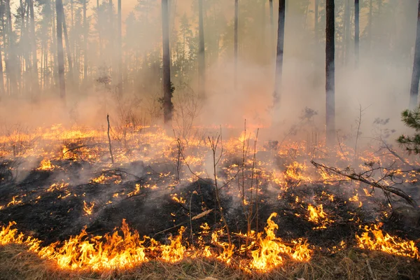 Bosbrand in dennenstal — Stockfoto