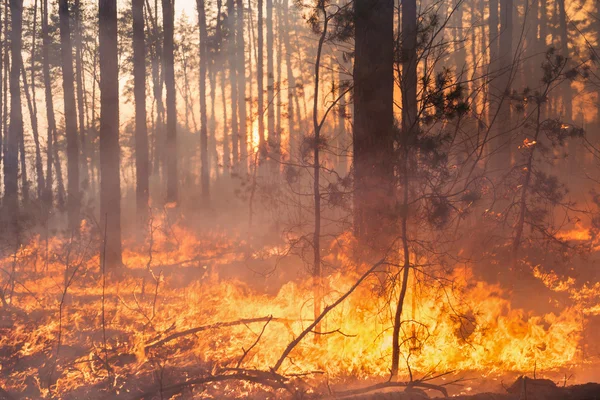 Entwicklung von Waldbränden im Hintergrund des Sonnenuntergangs — Stockfoto