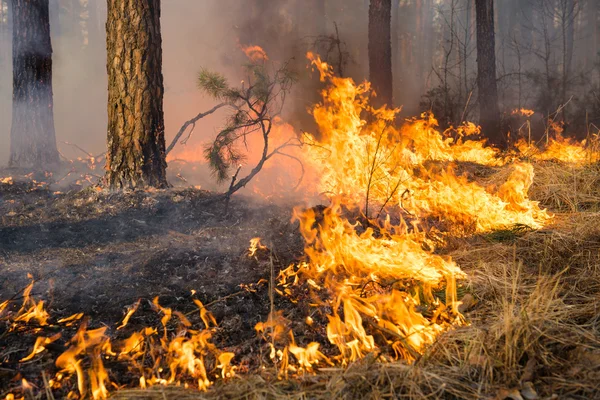 Grote vlam op bosbrand — Stockfoto