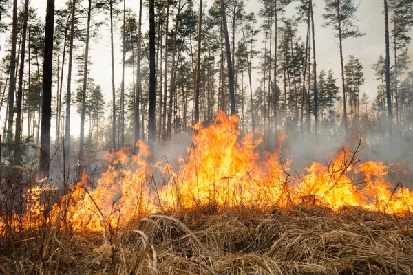 Inicio del incendio forestal en los pinos —  Fotos de Stock