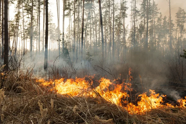 Feu de forêt dans un peuplement de pins — Photo