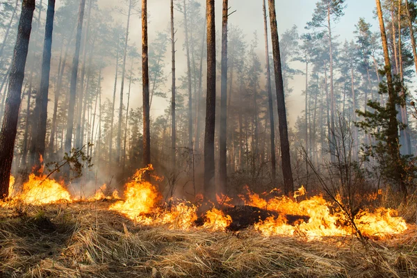 Incendi boschivi in corso Immagine Stock