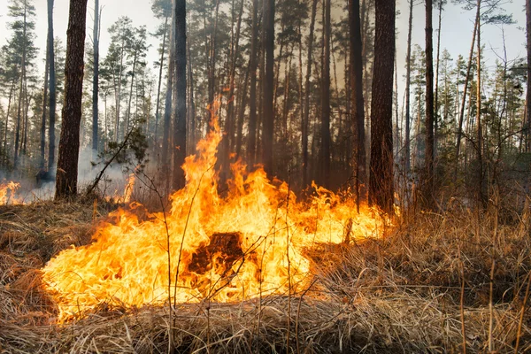 Entwicklung von Waldbränden — Stockfoto