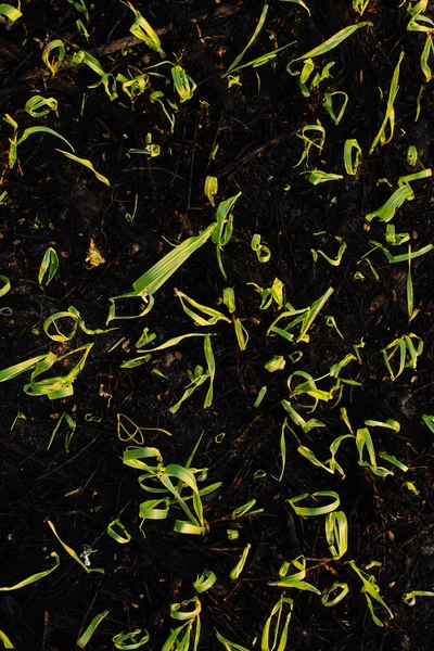 First sprout of the wheat — Stock Photo, Image