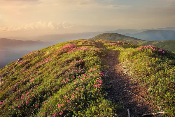 Bergpfad durch Rhododendronblumen — Stockfoto