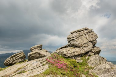 Big stone in mountain landscape with blooming pink rhododendron 
