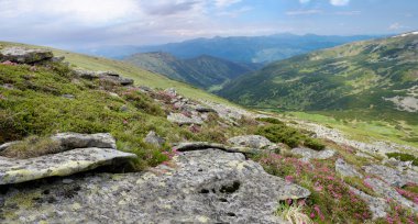 dağlarda pembe ormangülü çiçek çiçek açan halı