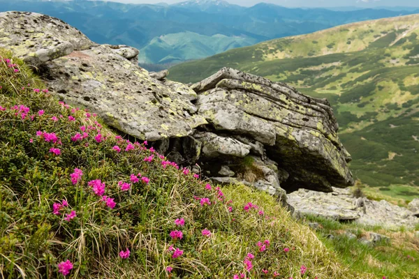 Blooming carpet of pink rhododendron flowers in the mountains — Stock Photo, Image