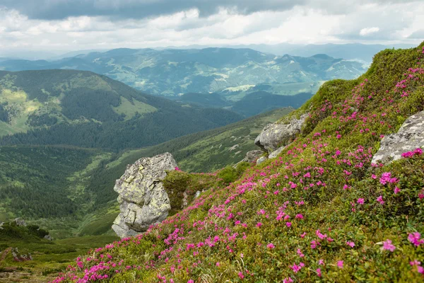 Beautiful mountain landscape with blooming pink rhododendron flo — Stock Photo, Image