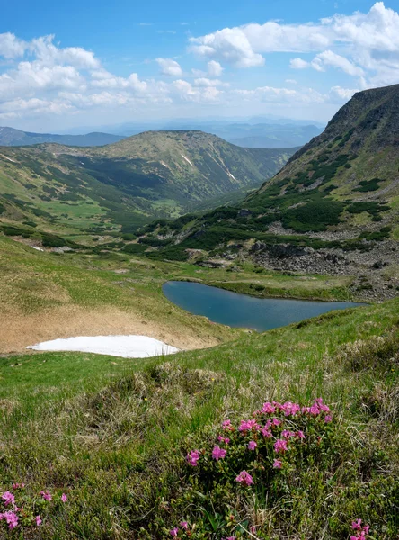 Tapis fleuri de fleurs roses de rhododendron dans les montagnes — Photo