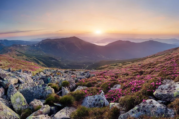 Hermoso paisaje de montaña con flor de rododendro en flor — Foto de Stock